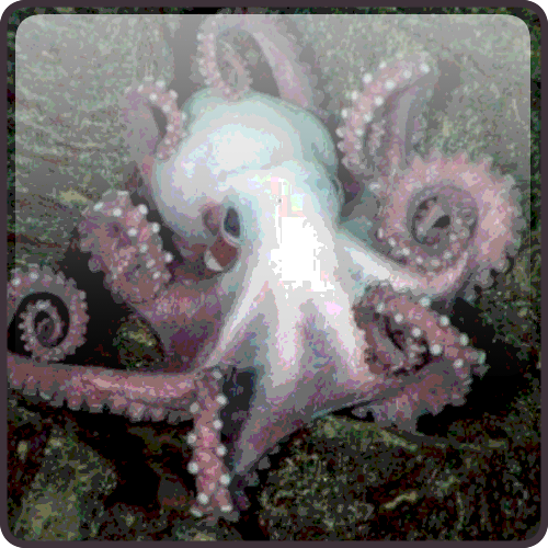 Octopuses
